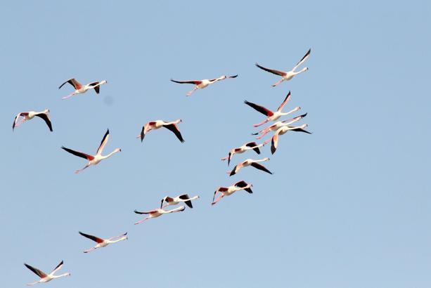 Ayvalık'ta kuş sayısı 14 bini aştı; sulak alanlar tehlikede