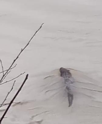 Bartın Irmağı'nda su samuru görüldü