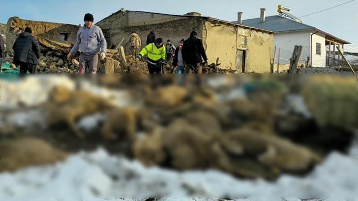 Üzerinde kar biriken ağıl çöktü, 40 koyun öldü