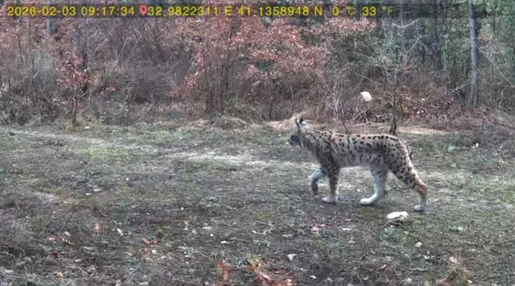 Karabük’te yaban hayatı fotokapanla görüntülendi
