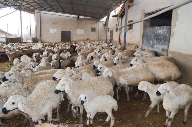 'Aksaray'da, 1 milyon küçükbaş varlığı var'