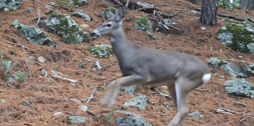 Ormanda dolaşan karaca fotokapanla görüntülendi