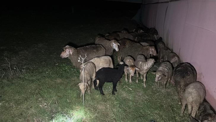 Tekirdağ'da çiftlik yangınında, 60 küçükbaş öldü