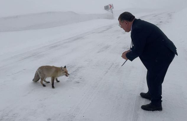 Belediye başkanı karlı yolda aç kalan tilkiyi eliyle besledi