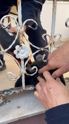 Demir korkuluklara sıkışan yavru köpeği itfaiye kurtardı