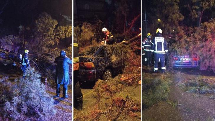 Aydın’da seyir halindeki otomobilin üzerine ağaç devrildi; çift yaralandı