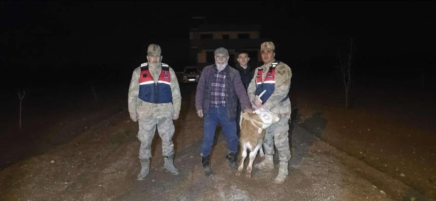 Kilis’te, kayıp büyükbaş hayvan bulundu