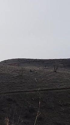 Gercüş’te dağ keçileri görüntülendi