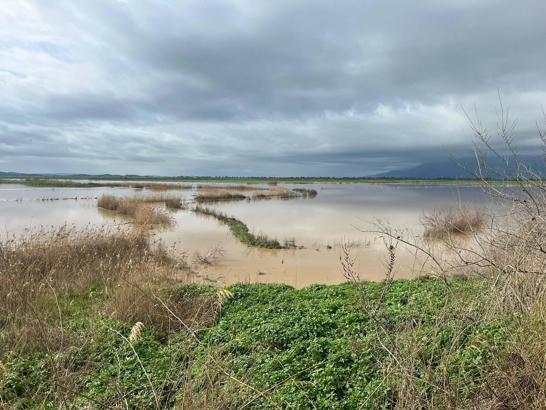Büyük Menderes Nehri yine taştı; Söke Ovası'nı su bastı