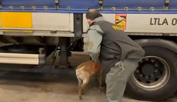 Edirne'de 240 kilo skunk ele geçirildi