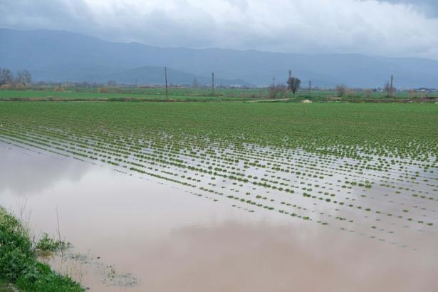 Küçük Menderes Nehri taştı; Ödemiş ilçesinde tarım alanları ve ahırları su bastı
