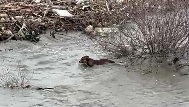Köprüden nehre düşen sokak köpeği, yüzerek kıyıya ulaştı