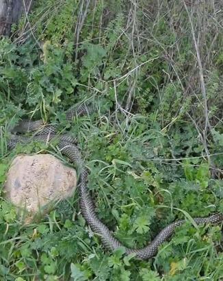 Çanakkale’de yaklaşık 2 metrelik yılan cep telefonu kamerasıyla görüntülendi