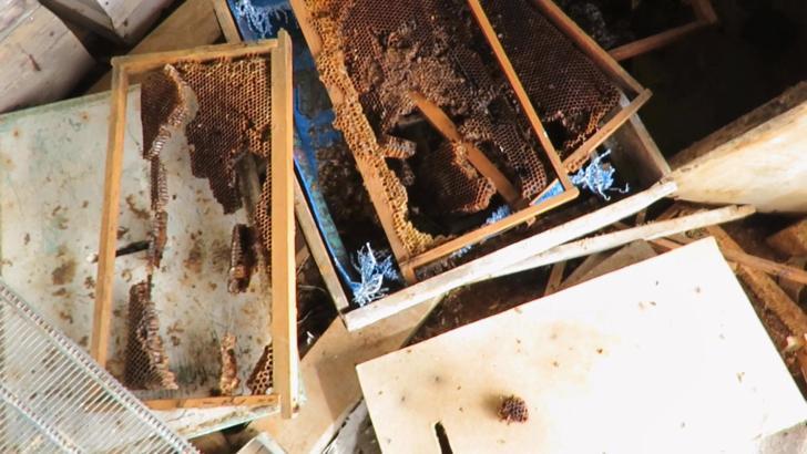 Ayı, tarihi 'hanay'lara girip balları yedi; arıcılar yardım istedi