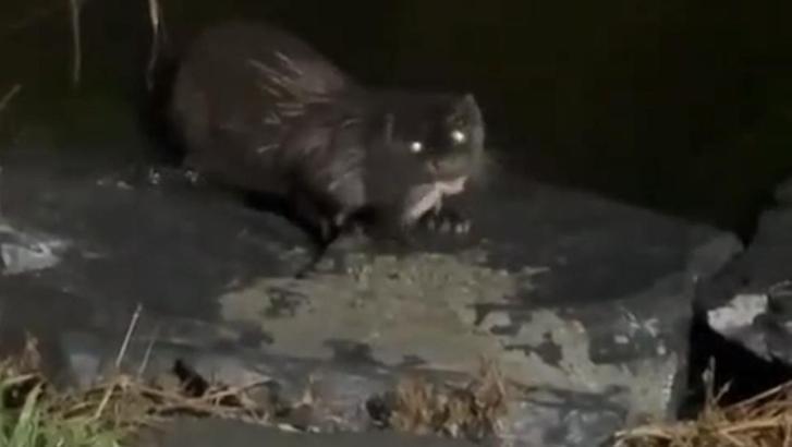 İstanbul- Küçükçekmece'de su samuru balık yerken görüntülendi