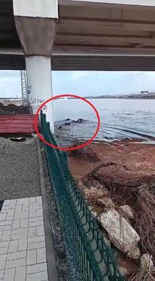 Batman Çayı’nı yüzerek geçen yaban domuzu sürüsü kamerada