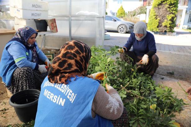 Akdeniz Belediyesi, kendi süs bitkisini üretiyor
