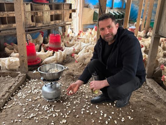 Strese giren tavukları için kümeste mısır patlatıyor