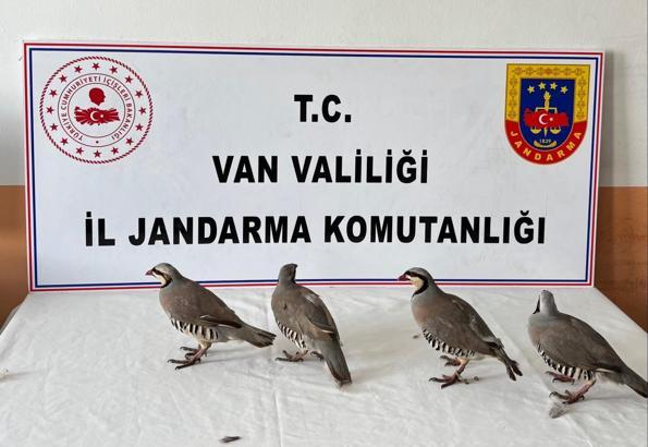 Kınalı keklik avına 85 bin TL ceza