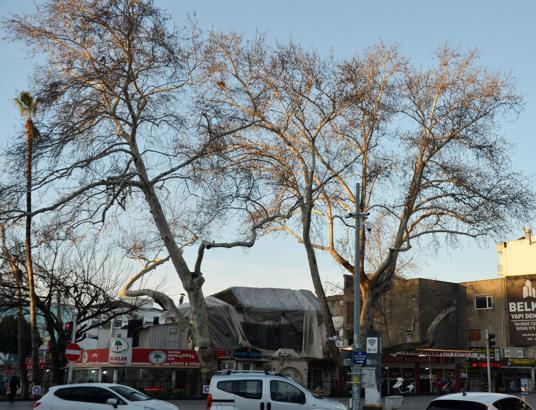 Serik'in simgesi çınarlar korumaya alındı