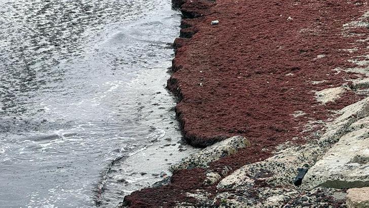 Tekirdağ'da deniz kıyıları kırmızı renge büründü