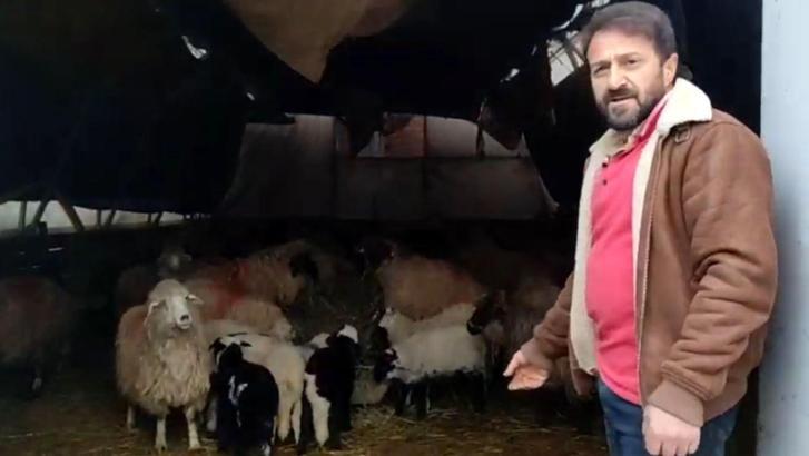 Koyunlar minibüsün etrafında dakikalarca döndü