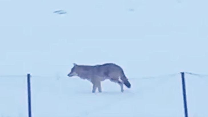 Yalnızçam Dağları'nda 3 ayaklı kurdun yaşam mücadelesi