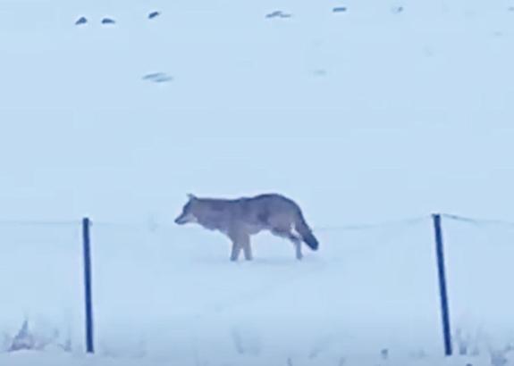 Yalnızçam Dağları'nda 3 ayaklı kurdun yaşam mücadelesi