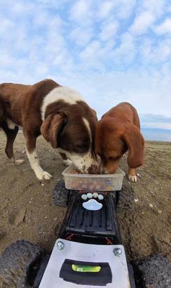 Sokak hayvanlarına, ‘oyuncak arabalı’ mama servisi