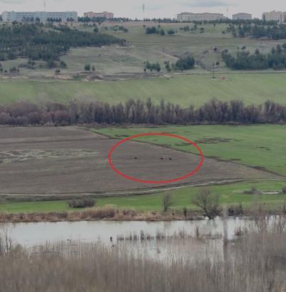 Hevsel Bahçeleri’nde domuz sürüsü görüntülendi