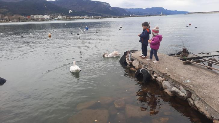 Cide sahilini mesken tutan kuğular ilgi odağı oldu