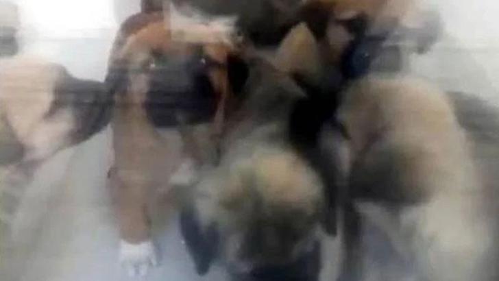 Sahiplendiği köpekleri öldüren doktorun cezası, yeniden yargılandığı davada 4 yıl 4 aya düştü