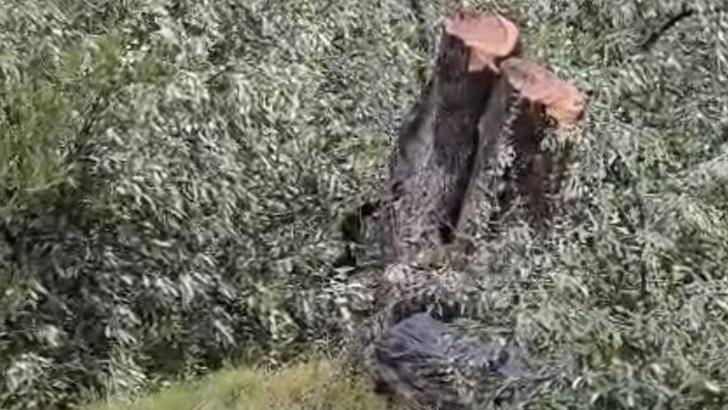 Muğla Valiliği'nden Milas'taki zeytin ağacı kesimine soruşturma