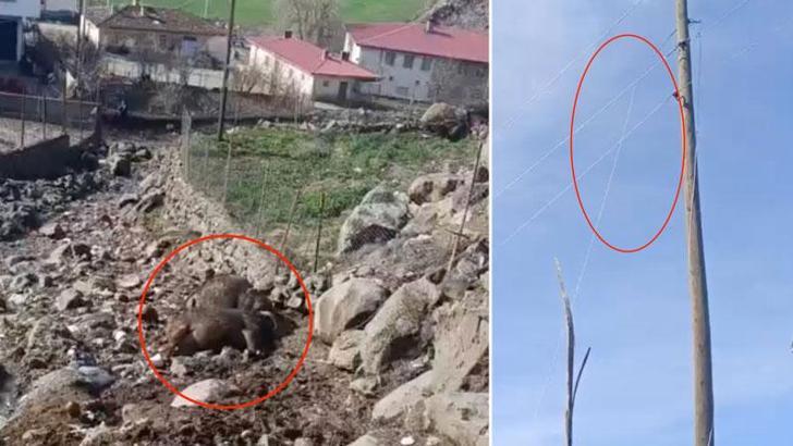 Kuvvetli rüzgar nedeniyle kopan elektrik telinin üzerlerine düştüğü 2 inek öldü
