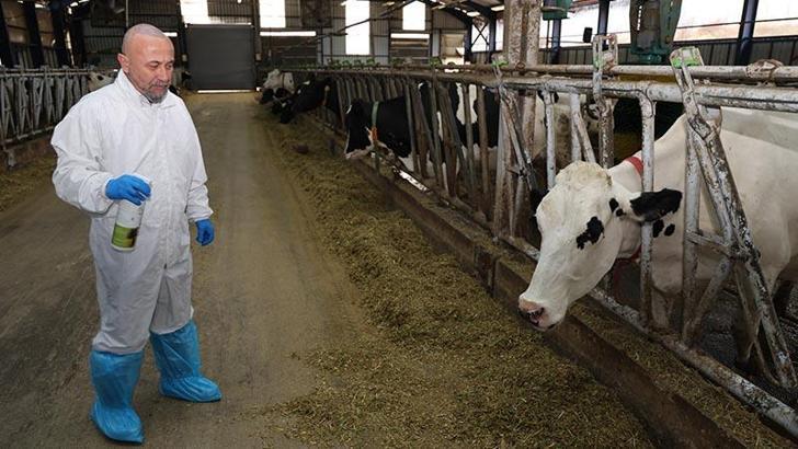 Şap hastalığında iyileşme sürecini hızlandıran bitkisel sprey üretildi