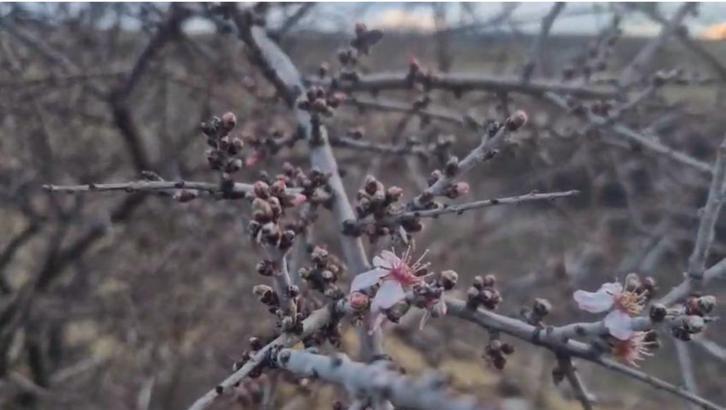 Nevşehir’de şubat ayında badem ağacı çiçek açtı