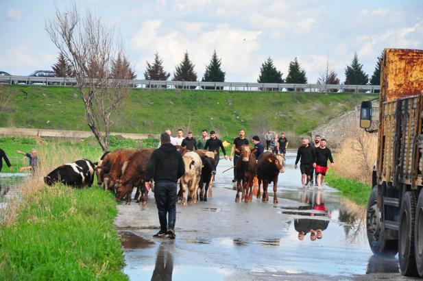 Manisa'da sağanak sele neden oldu, mahsur kalan hayvanlar kurtarıldı
