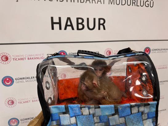 Gümrükler Muhafaza ekipleri, 2025'te 85 bin 342 canlı hayvan ele geçirdi
