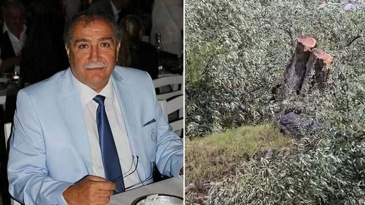 Milas'taki zeytin ağacı kesimine ilişkin soruşturma sonrası CHP ilçe başkanı istifa etti