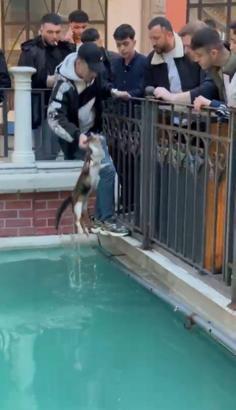 İstanbul - Gaziosmanpaşa'da süs havuzunda mahsur kalan kedi kurtarıldı