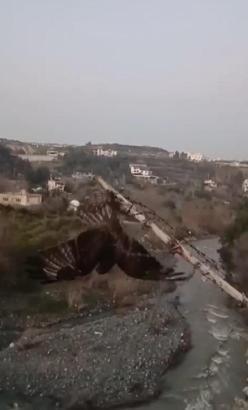 Tellere takılan şahin kurtarıldı