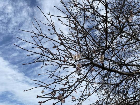 Manisa'da badem ve erik ağaçları şubat ayında çiçek açtı