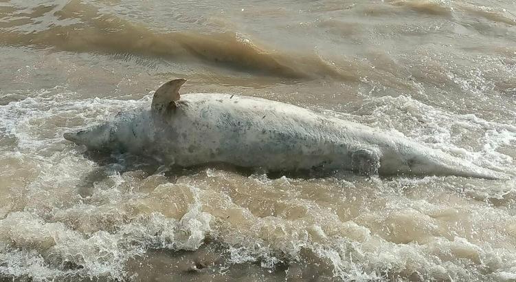 Çanakkale'de sahile ölü yunus vurdu