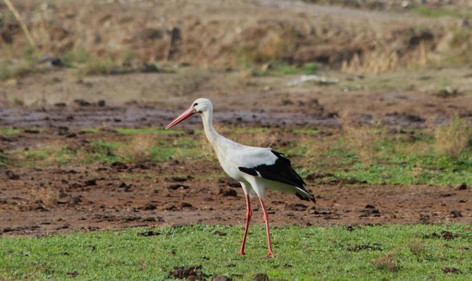 Aydın'da yılın ilk leyleğini gördü, bir çuval un kazandı
