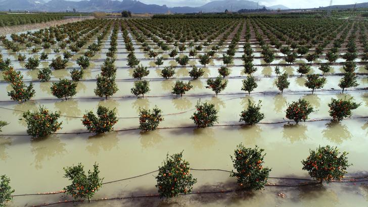 'Tarım arazileri su altında kalan Adana'da hasatlar 45 gün gecikecek'