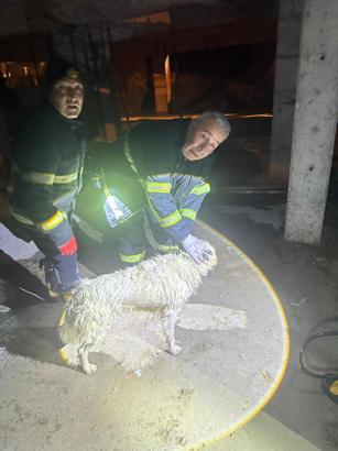 Asansör boşluğuna düşen köpek kurtarıldı