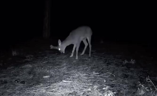 Ganos Dağı'ndaki yaban hayatı fotokapana yansıdı