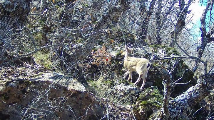 Siirt’te dağ keçisi görüntülendi