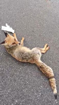 Hatay'da yaralı tilki tedaviye alındı