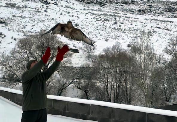Kars'ta tedavileri tamamlanan 3 şahin doğaya salındı